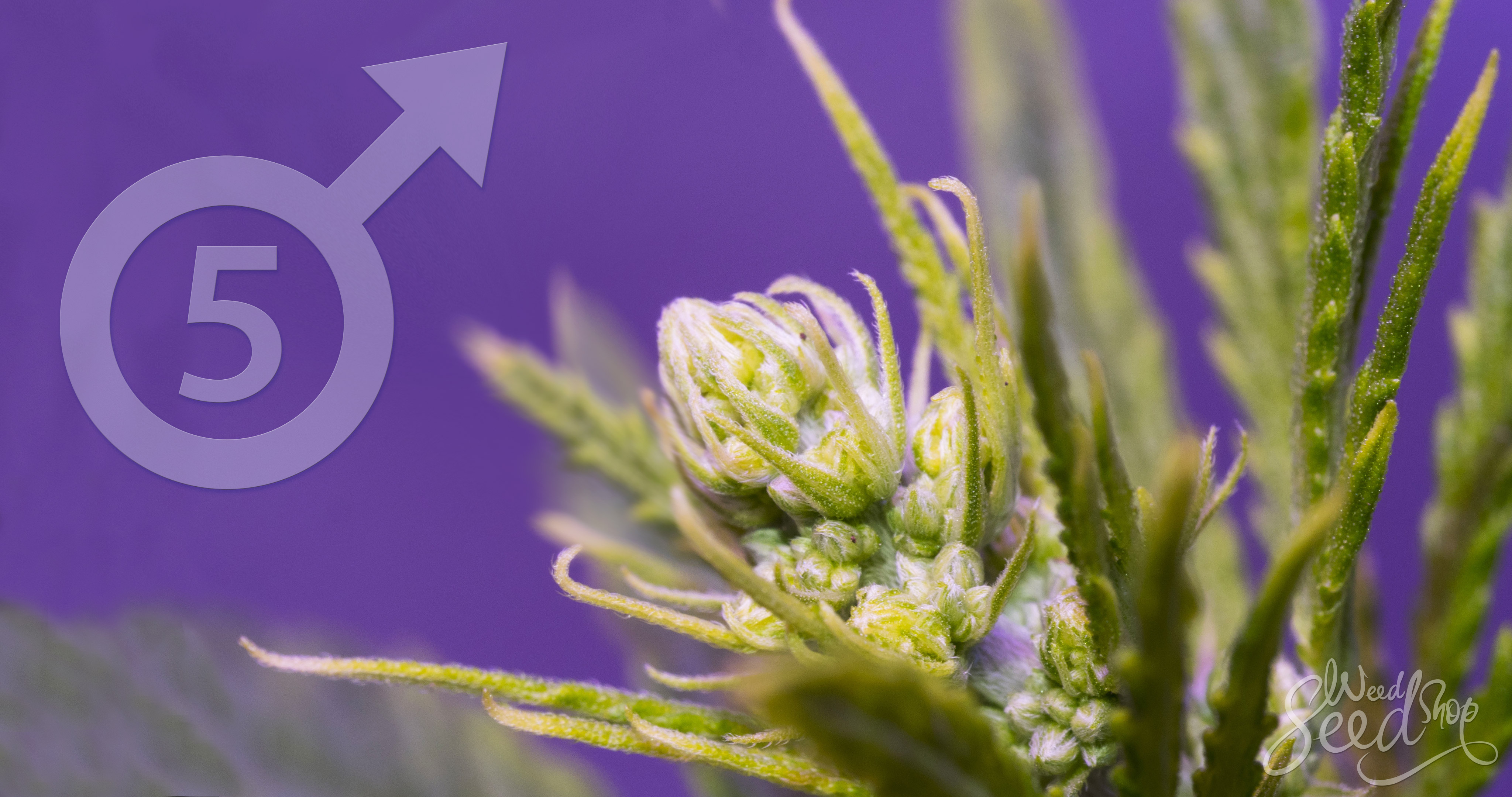 5 Redenen Om Je Mannelijke Planten Te Houden - WeedSeedShop Blog