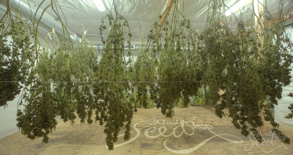 Cómo y cuándo cosechar tu planta de marihuana