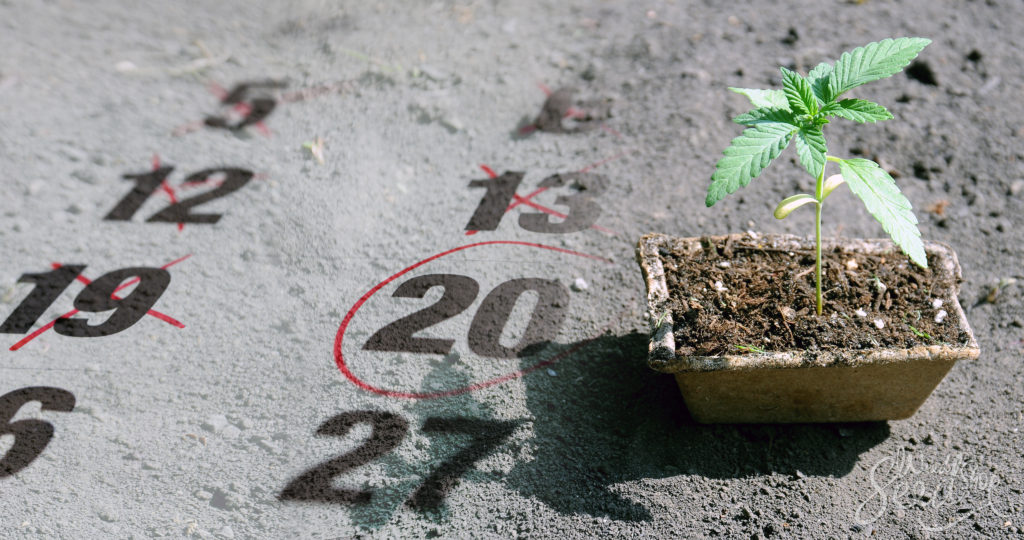 When is the Best Time to Grow Cannabis? - Weed Seed Shop Blog