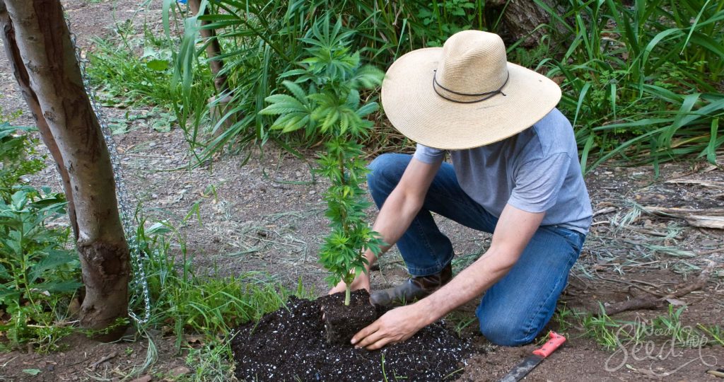 Wie du deine erste eigene Generation der hybriden Marihuanapflanze anbauen kannst