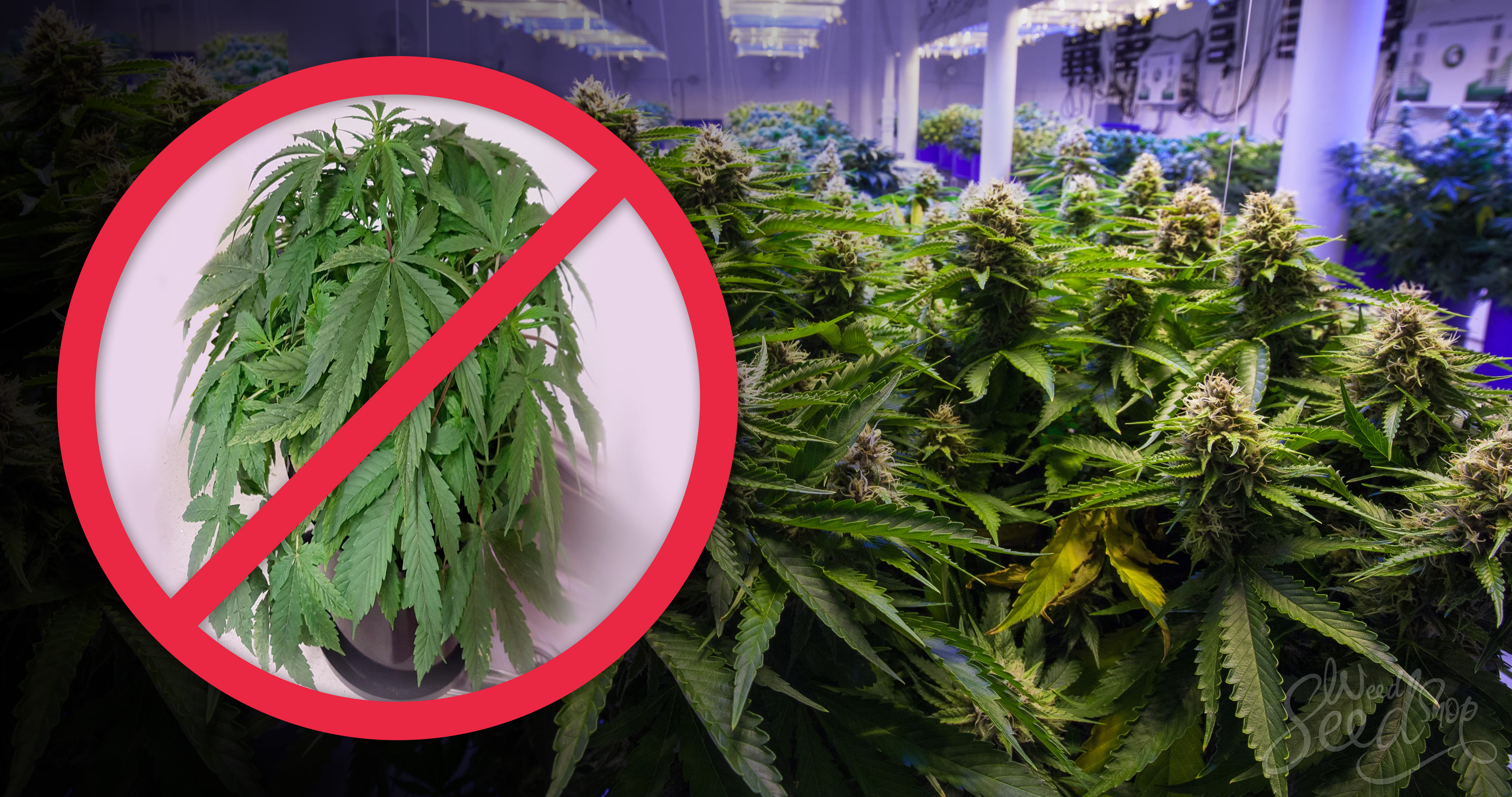 How To Fix Wilting and Drooping Cannabis Plants - Weed Seed Shop Blog