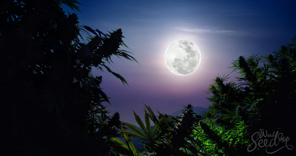 Plantación lunar: ¿Cómo usar las fases de la luna para cultivar marihuana? - WeedSeedShop