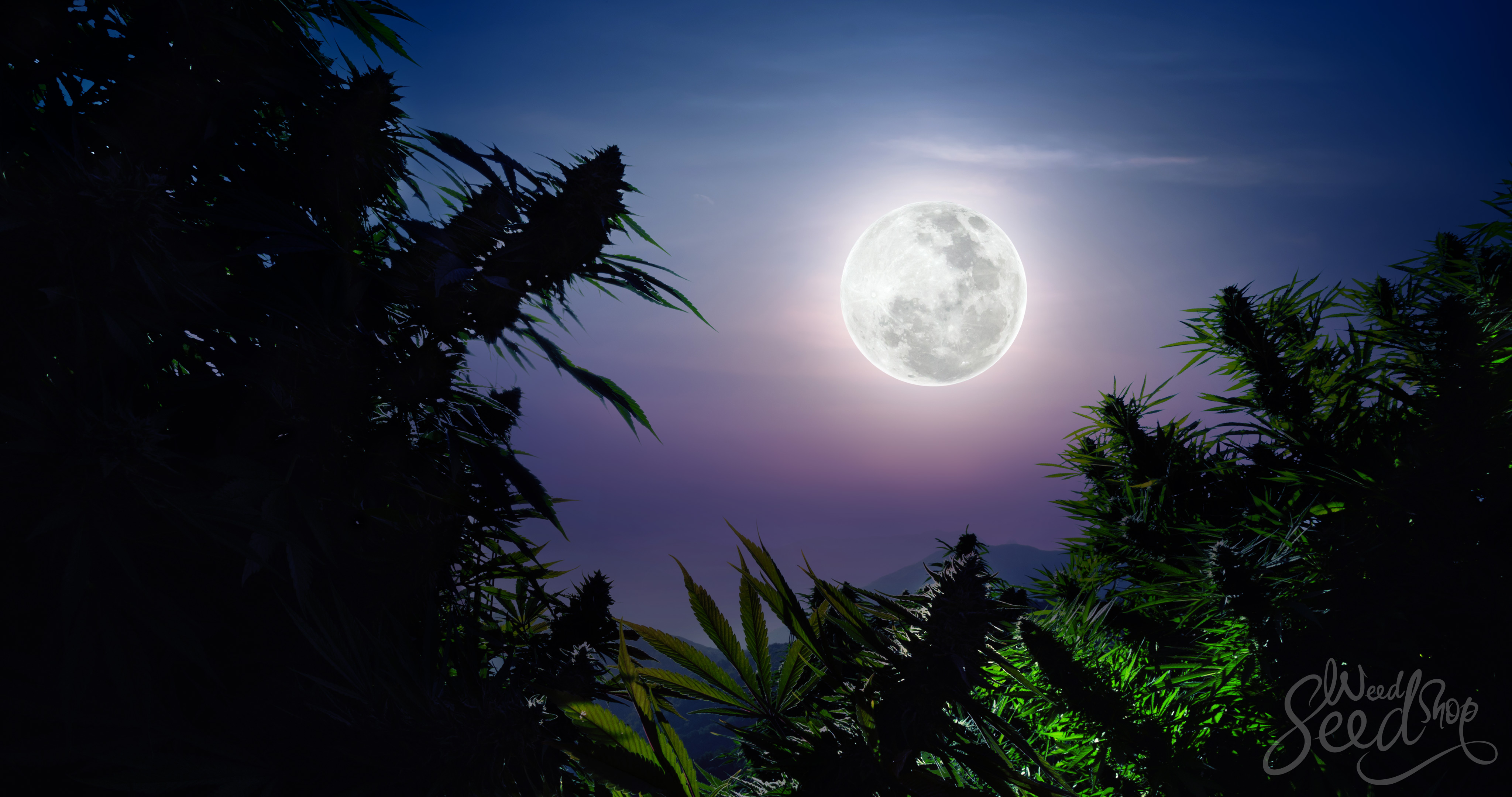 Lunar Planting: How To Use The Moon Phases To Grow Marijuana - WeedSeedShop