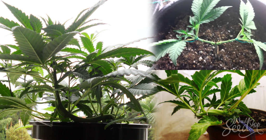 The Low Stress Training (LST) Technique - WeedSeedShop