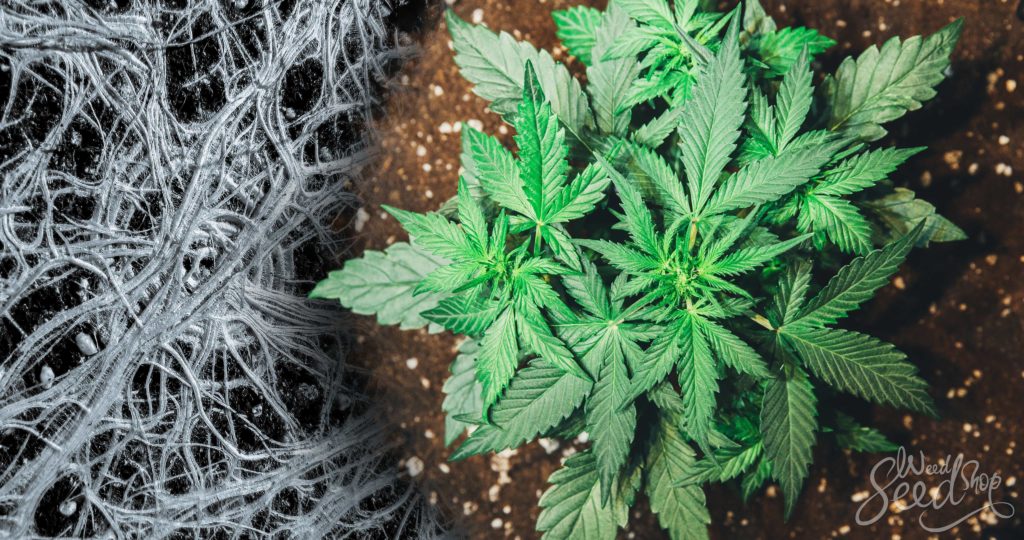 Cómo la micorriza puede beneficiar tus plantas de cannabis