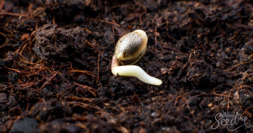 Beste zelfgemaakte potgrond voor je wietplanten – WeedSeedShop