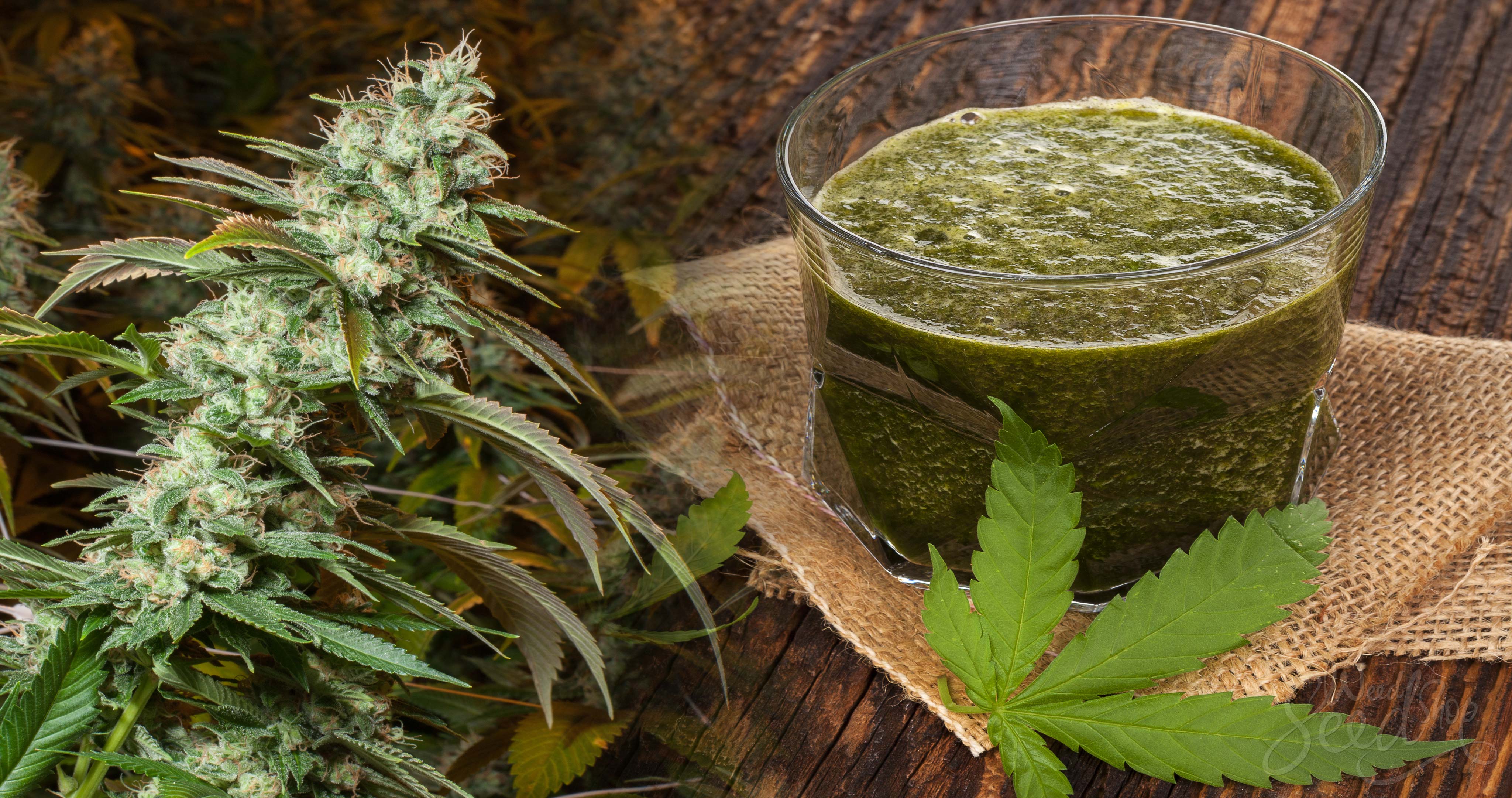 Do You Know The Health Benefits of Raw Cannabis Juice? - Weed Seed Shop Blog