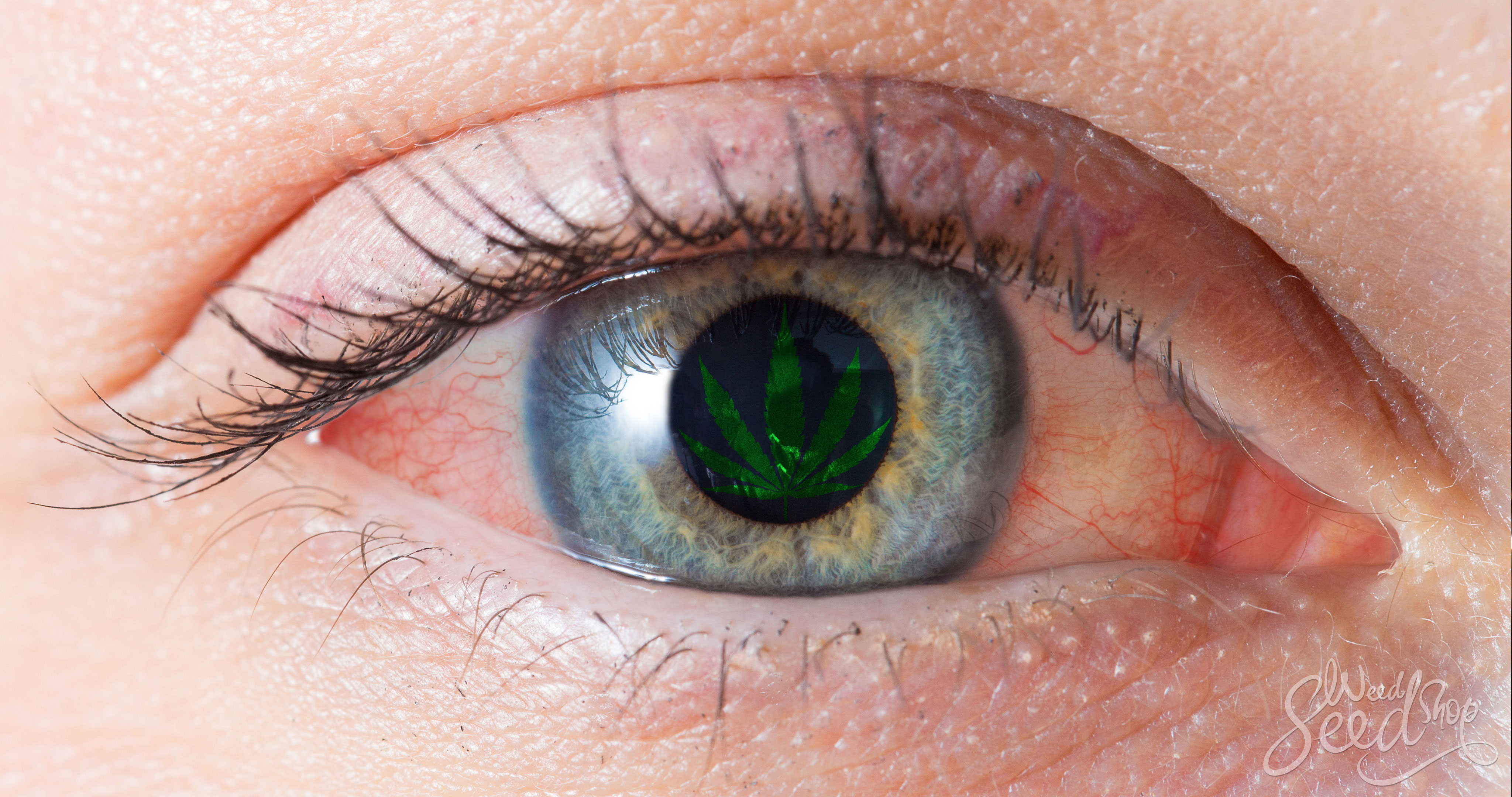 ¿Por qué la ganja pone nuestros ojos rojos? - WeedSeedShop Blog